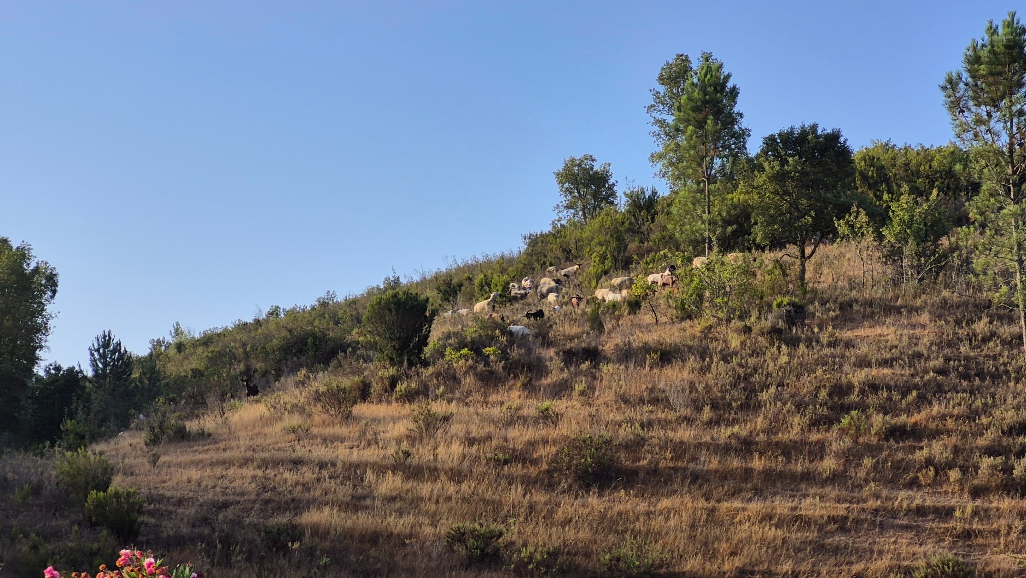 Schapen op de berg
